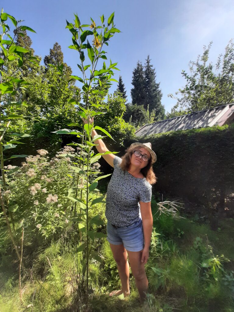 Woman standing in garden next to tall Jerusalem Artichoke plant